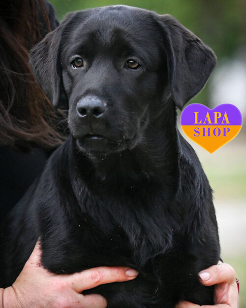 black labrador retriever