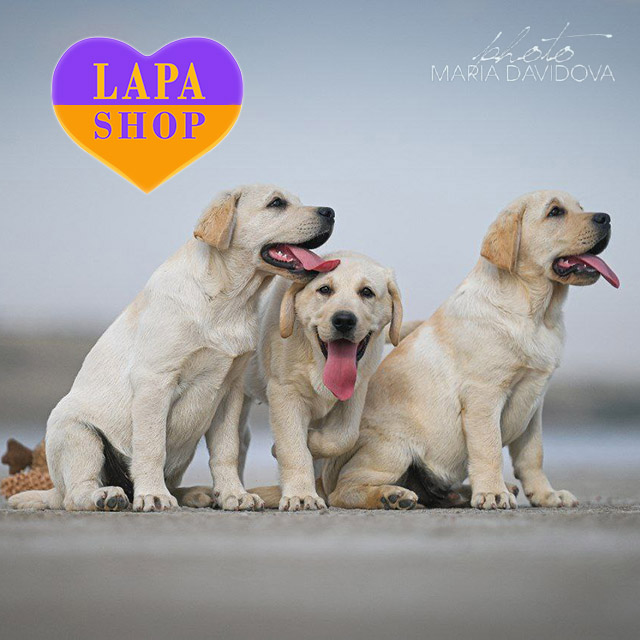 Labrador-retriever-02