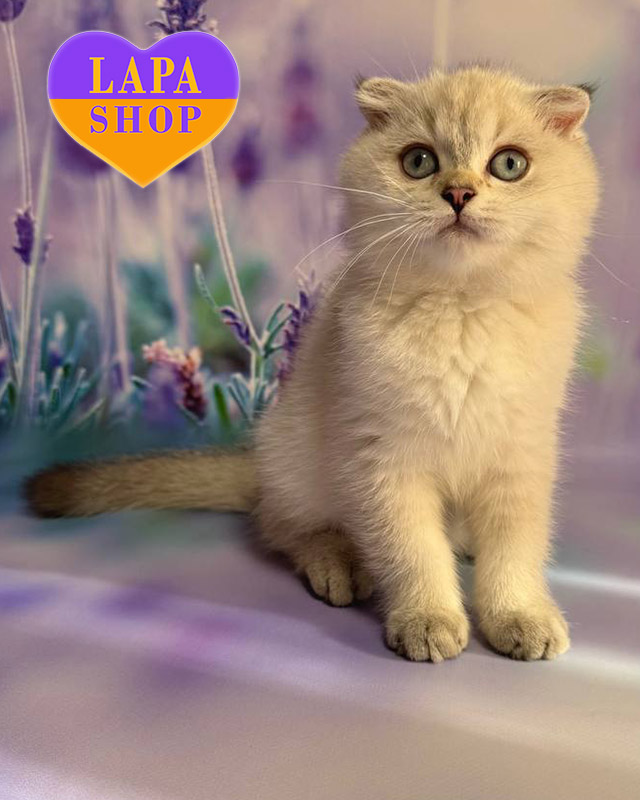 скоттиш-фолд