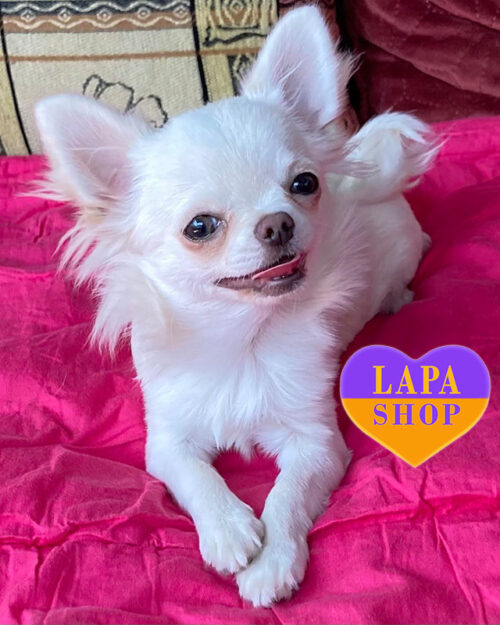 кремовый чихуахуа