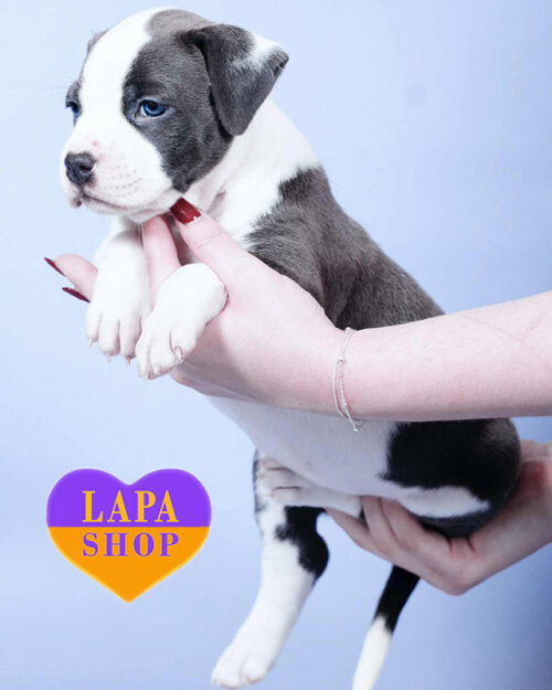 американський стаффордширський терʼєр