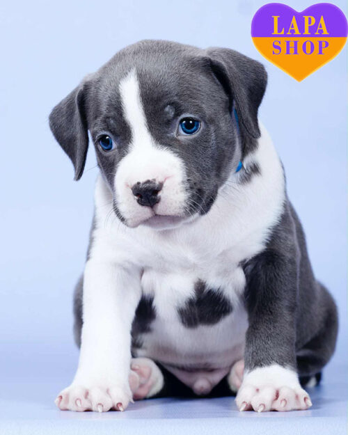 американський стаффордширський терʼєр