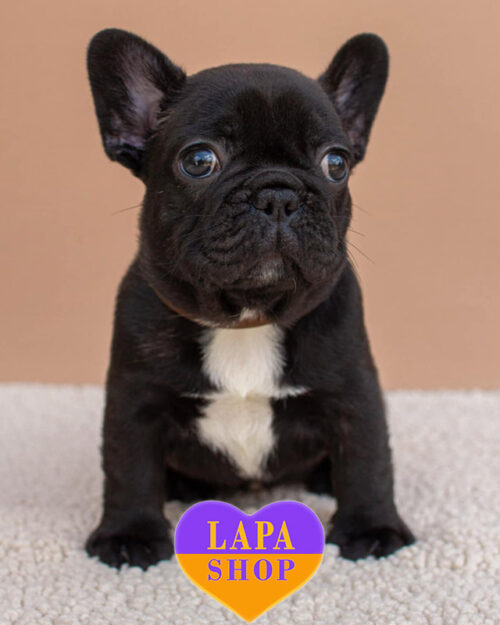 brindle French bulldog