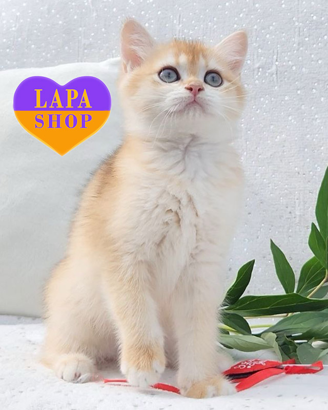 черный золотой скотиш-страйт