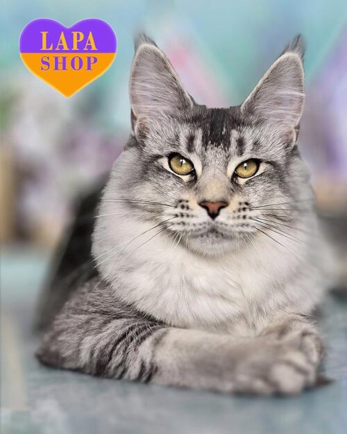 серебристая кошка мейн-кун