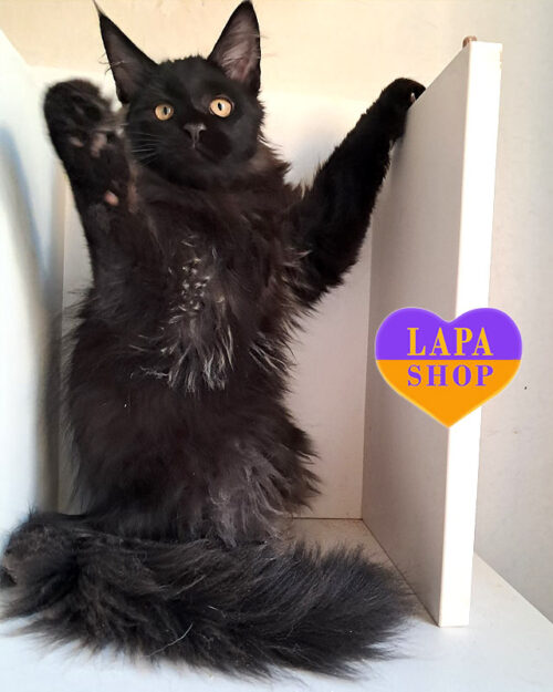 чорний мейн-кун