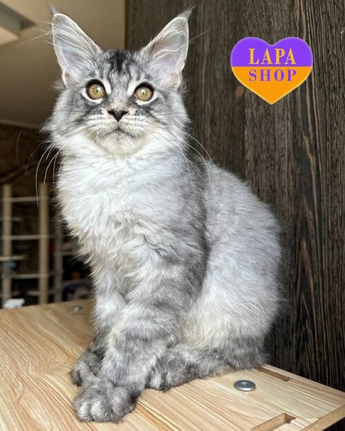 сріблястий мейн-кун