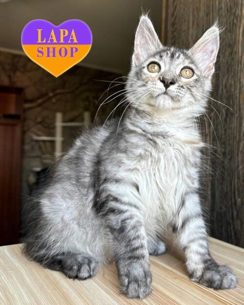 tortoiseshell silver Maine Coon kitty