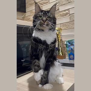 Оранж — яскравий представник породи мейн-кун із вогняно-рудим хутром, яке ніби випромінює тепло mco dad 2