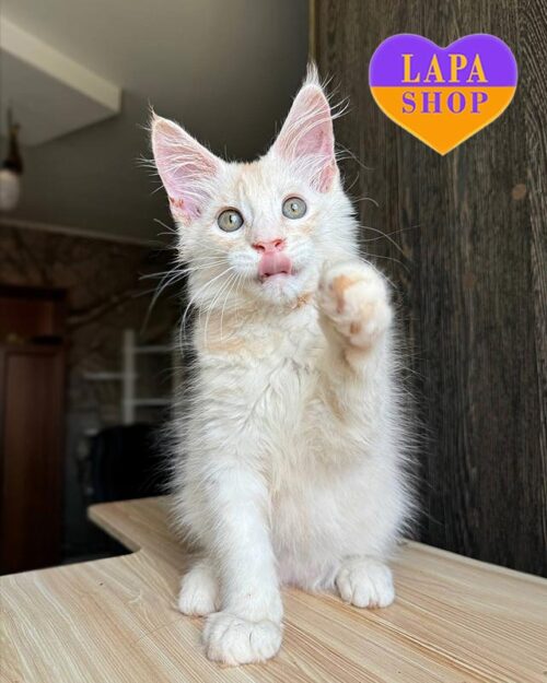 silver-red Maine Coon