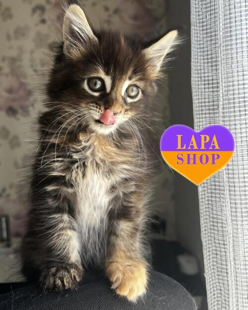 черепахова кішка мейн-кун