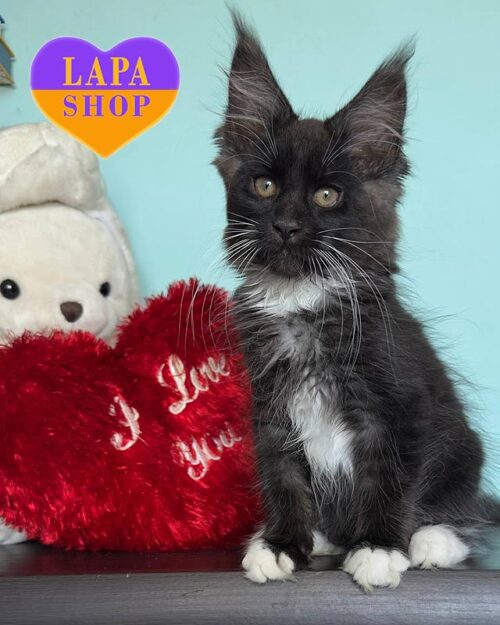 чорно-білий мейн-кун