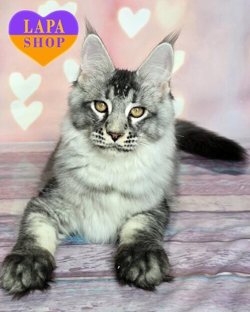 сріблясто-плямистий мейн-кун