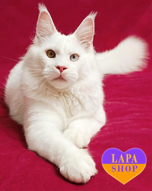 білосніжний мейн-кун