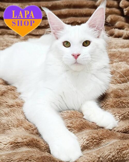 snow-white Maine Coon kitty