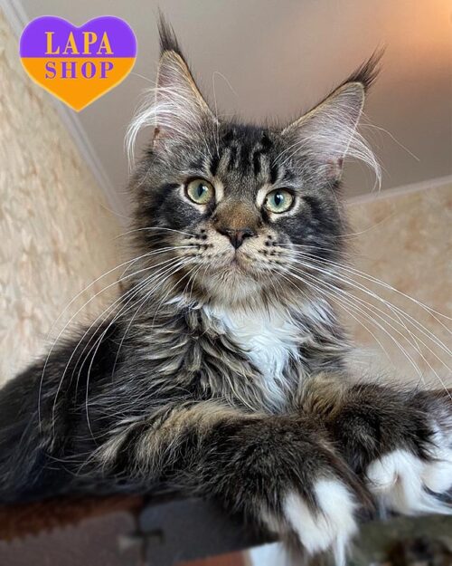 мармурово-білий мейн-кун