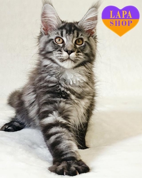 серебристо-мраморная кошка мейн-кун