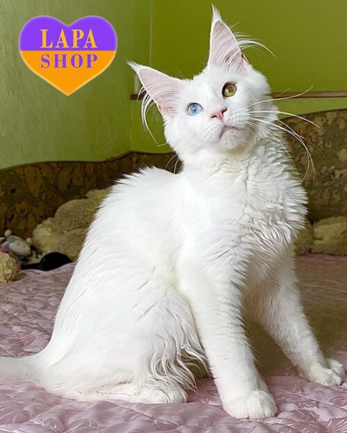 snow-white Maine Coon Polydactyl kitty