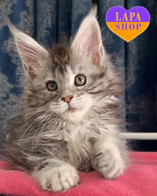 срібляста кішка мейн-кун