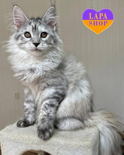 черепахово-срібляста кішка мейн-кун