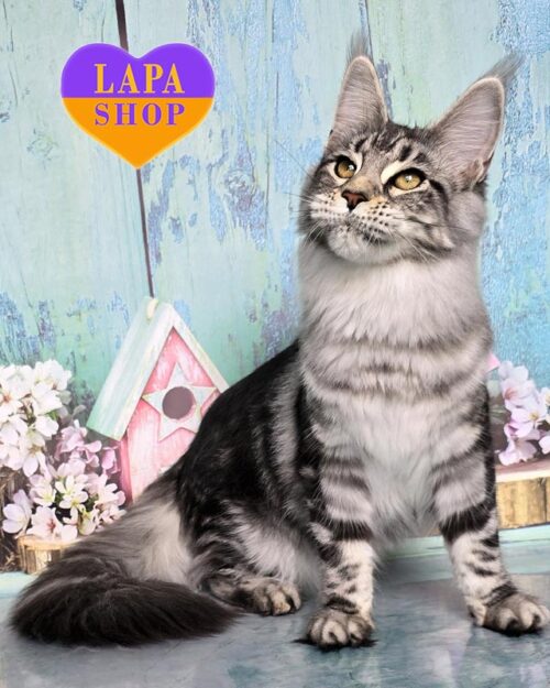 сріблясто-мармурова кішка мейн-кун