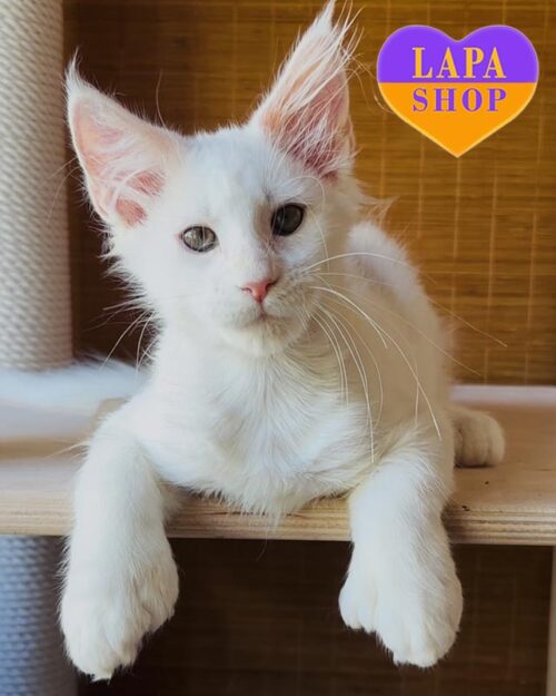 білосніжний мейн-кун полідакт