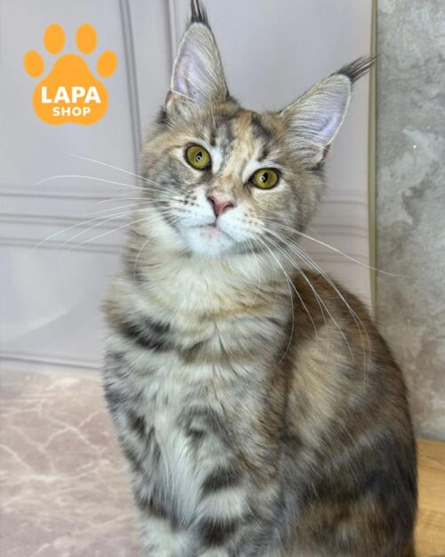 блакитно-кремова кішка мейн-кун