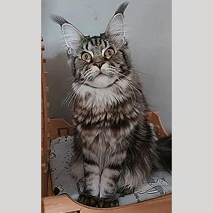 Элегантная красавица породы мейн-кун Нюша mco mom 2