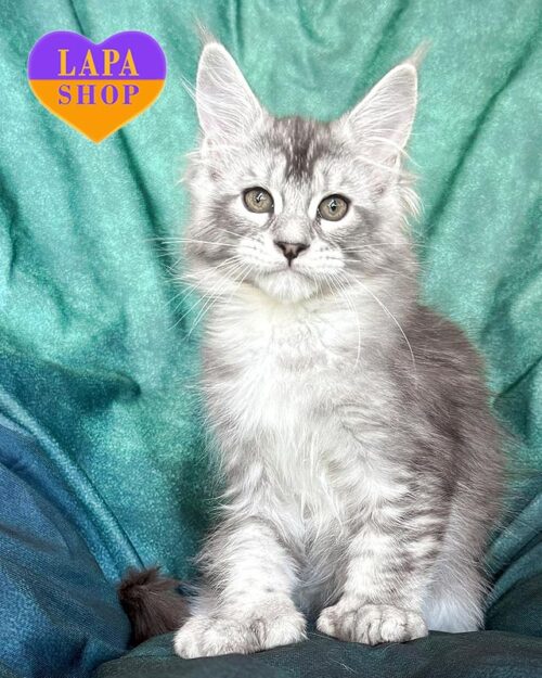 сріблястий мейн-кун полідакт