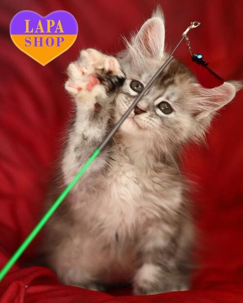 tortoiseshell silver Maine Coon kitty