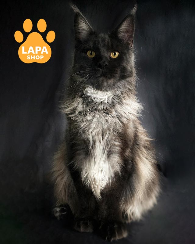 димний мейн-кун