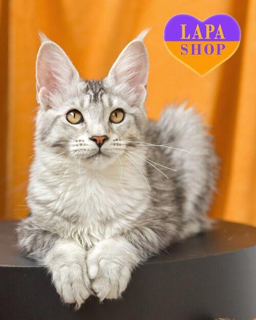 серебристо-тикированная кошка мейн-кун