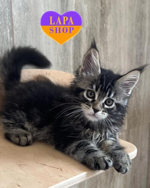 мармуровий мейн-кун