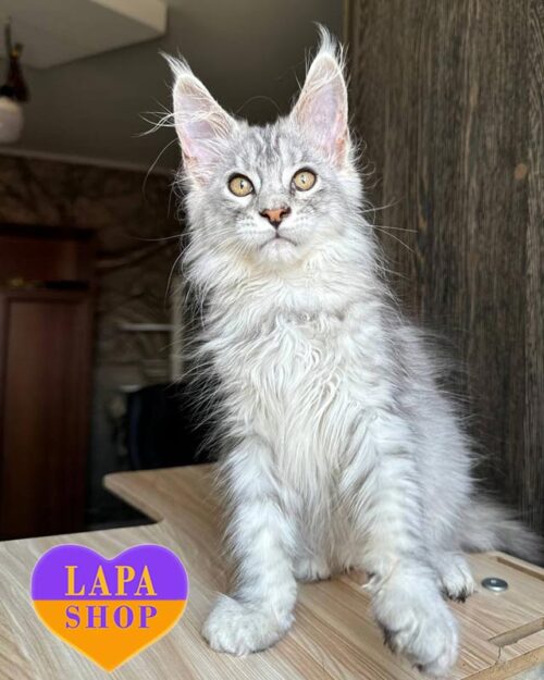 silver-tiger Maine Coon kitty