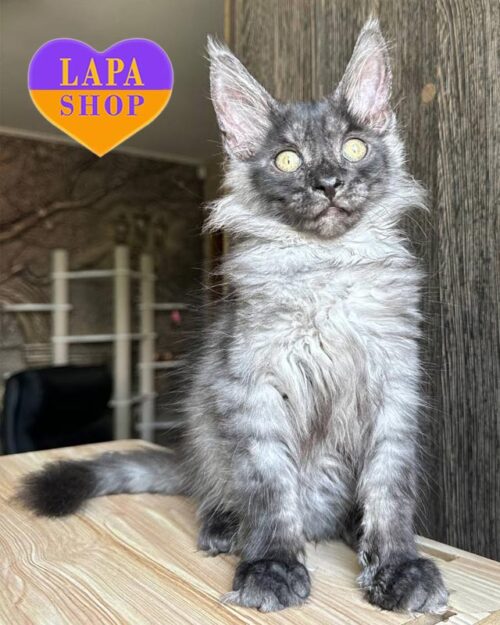 дымная кошка мейн-кун