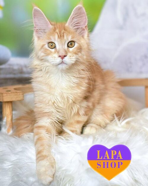 marble red Maine Coon kitty