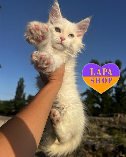 белоснежный мейн-кун