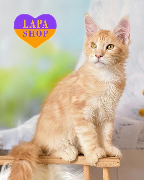 Spark – очаровательный мейн-кун в яркой мраморно-рыжей шубке