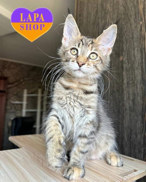 tiger Maine Coon kitty