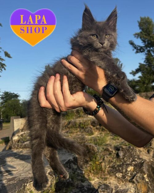 голубо-мраморный мейн-кун