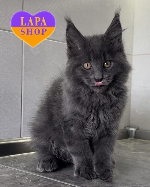 голубо-мраморный мейн-кун