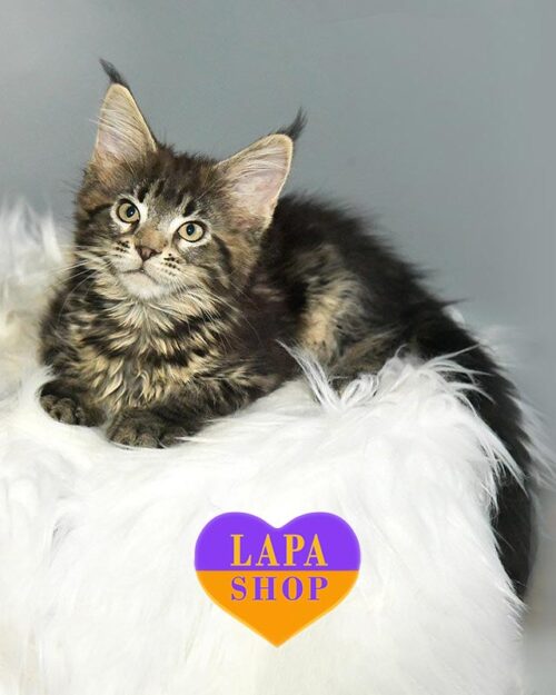 мраморный мейн-кун