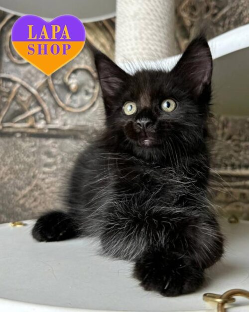 black Maine Coon
