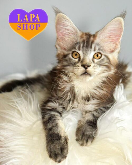 серебристо-мраморный мейн-кун