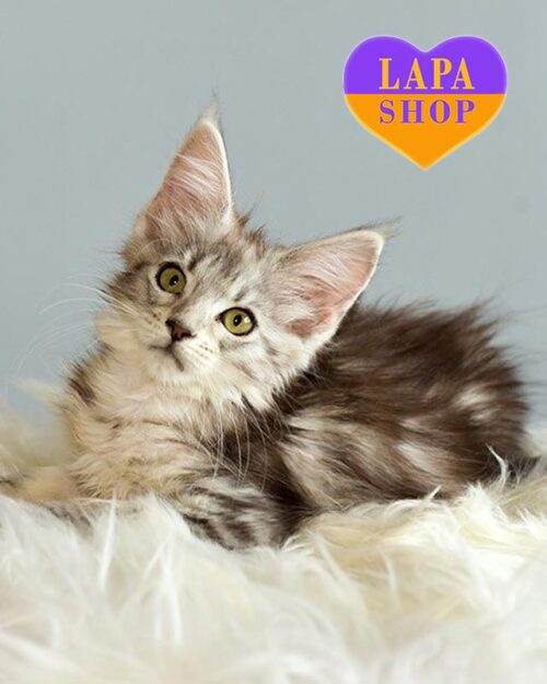 серебристо-мраморная кошка мейн-кун