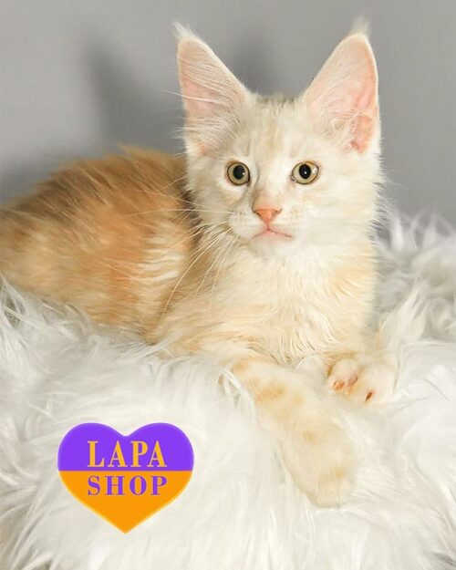 серебристо-рыжий мейн-кун