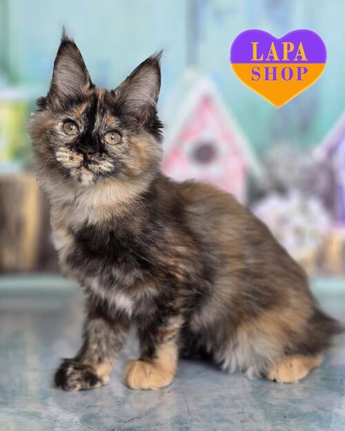 tortoiseshell Maine Coon kitty