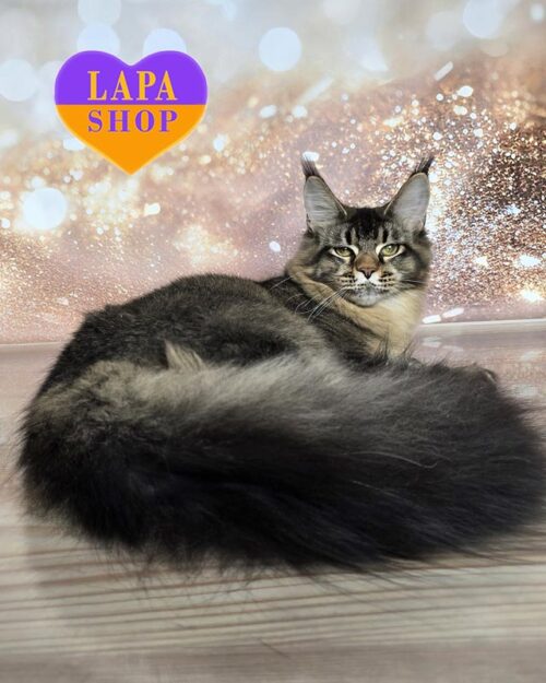 черная тикированная кошка мейн-кун