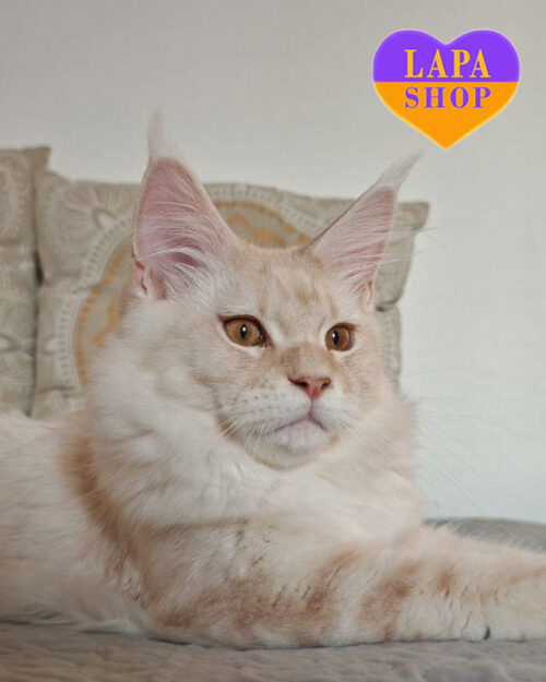 сріблясто-червоний мармуровий мейн-кун