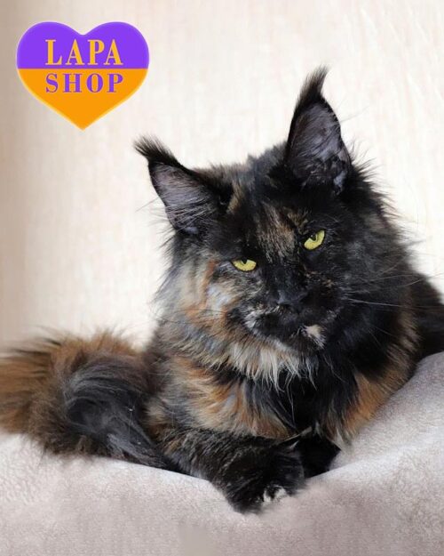 tortoiseshell Maine Coon kitty